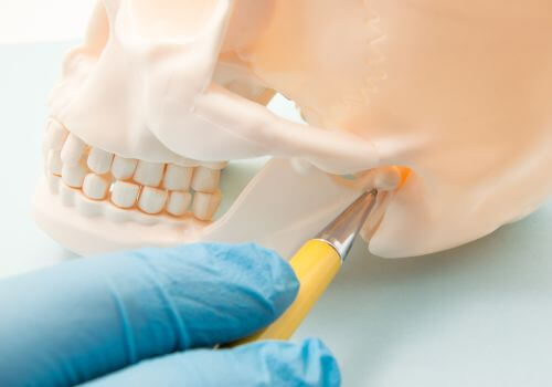 Dentist showing the TMJ