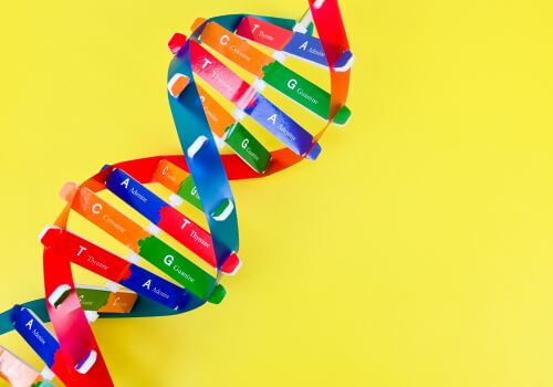 A model of a DNA double helix, illustrating hereditary risk for periodontal disease